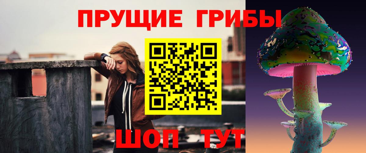 где найти наркотики  Санкт-Петербург  Псилоцибиновые грибы Psilocybine cubensis 